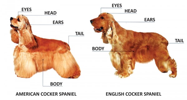Отличия Американского кокер-спаниеля
