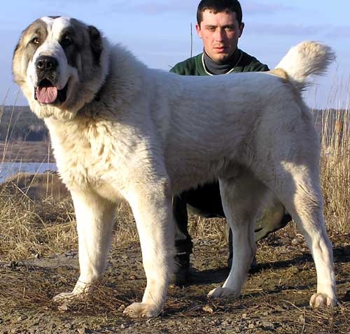 Таджикский алабай