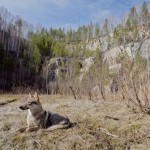 Чехословацкая волчья собака