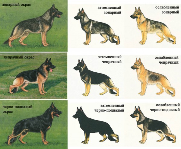 Варианты окраски немецкой овчарки