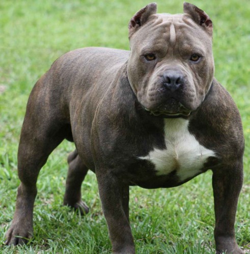 American pit bull terrier