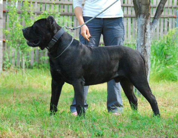 Perro de presa canario