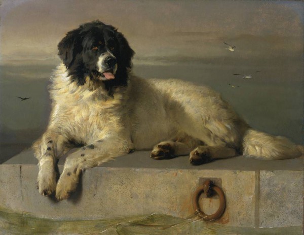 Sir Edwin H Landseer. Distinguished Member of the Humane Society (Newfoundland). 1838