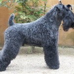 Kerry Blue Terrier