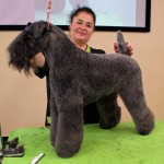 Груминг Kerry Blue Terrier