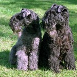 Две собаки породы Kerry Blue Terrier