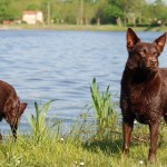 Два Австралийских келпи