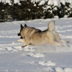 Норвежский элкхаунд зимой в прыжке